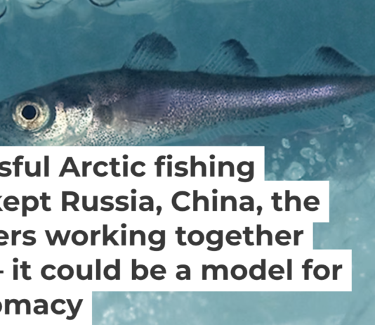 An Arctic cod (Boreogadus saida) swims under the ice. Erling Svensen/Artsdatabanken, CC BY